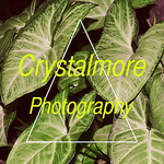 Profile Picture of Crystalmore (@crystalmore) on Flickr