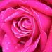 Profile Picture of Que Trinh (@que.trinh.96) on Facebook