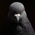 Profile Picture of Steven Baik (@Steven-Baik) on Facebook