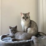 Profile Picture of British shorthair Milly &James (@millyjamesthecats) on Instagram