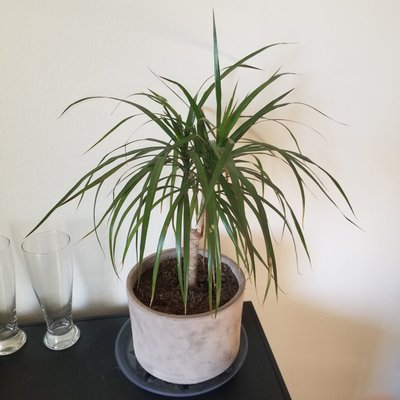 Profile Picture of Mike Emard (@thegauchoholic) on Twitter