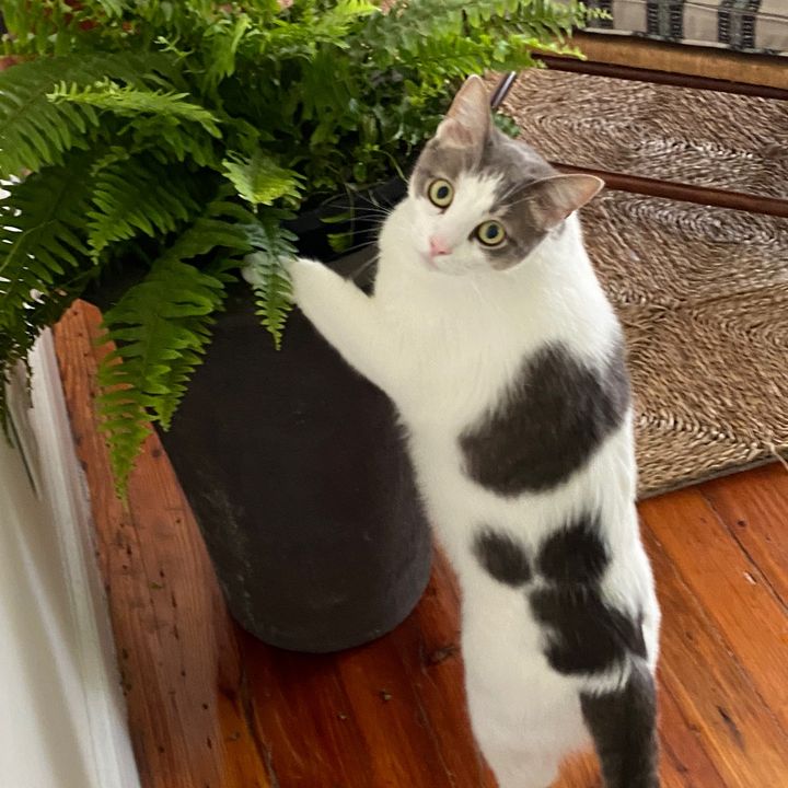 Profile Picture of ok (@harrisonsaccount) on Tiktok