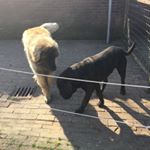 Profile Picture of Ian Brandt (@brandt1289) on Instagram