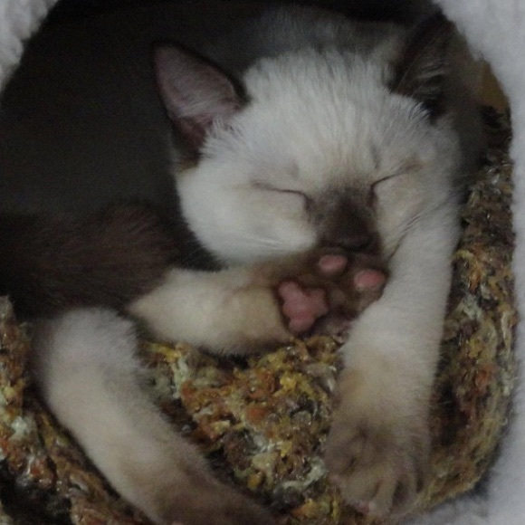 Profile Picture of Nicki Recchio (@reusewithlove) on Poshmark