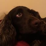 Profile Picture of Edward O'Reilly (@lokitron72) on Instagram