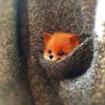 Profile Picture of Fiona Zhao (@fiona_zhaozhao) on Instagram