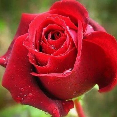 Profile Picture of Tuhin Ahmed (@tuhinahmed860) on Twitter
