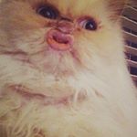 Profile Picture of 天国 🐸 (@hayojin) on Instagram