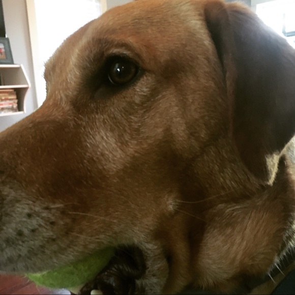 Profile Picture of Sebasd Beesmer (@seabass27) on Poshmark