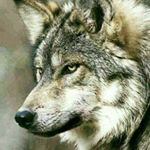 Profile Picture of کبلایی (@_amir_allahverdi_) on Instagram