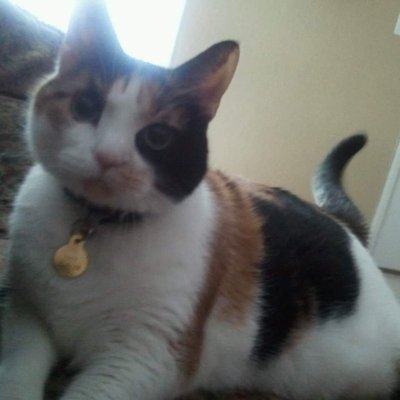 Profile Picture of Stephen Greene (@KittyHmms) on Twitter