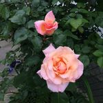 Profile Picture of Marlene Clark (@marllark) on Instagram