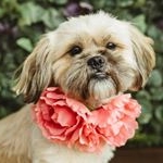 Profile Picture of Jeffery (@jefferygoldilocksrhodes) on Instagram