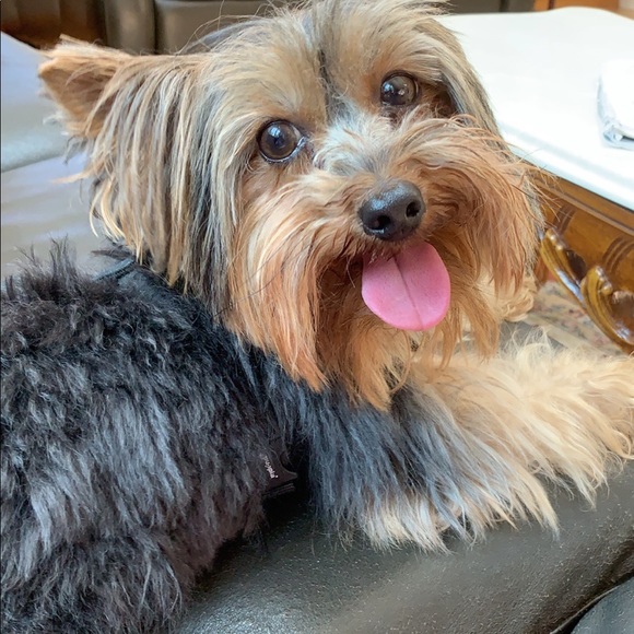 Profile Picture of Gabby Shamalov (@gabbyshamalov) on Poshmark