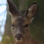 Profile Picture of Roy Andrews (@royandrews569) on Youtube