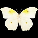Profile Picture of nancy_scottiu (@nancy_scottiu) on Instagram