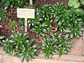 Profile Picture of Hypochaeris oligocephalaon Wikipedia