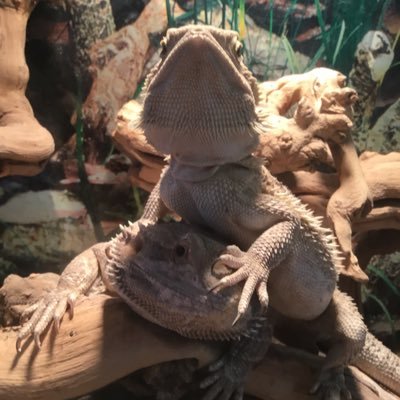 Profile Picture of Robert Lemelin (@RobertLemelin) on Twitter