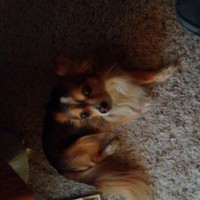 Profile Picture of Dominick Chavez (@dominick-chavez-12) on Quora