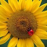 Profile Picture of Lisa Kozero (@lisakozero) on Instagram
