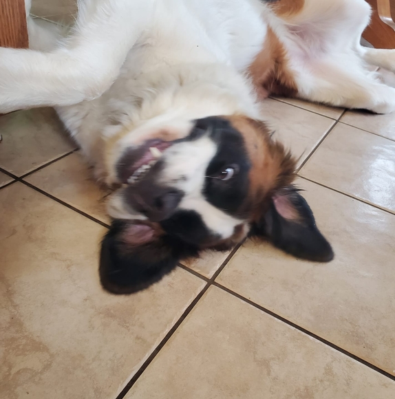 Profile Picture of Johanna Strehle (@strehle2009) on Poshmark