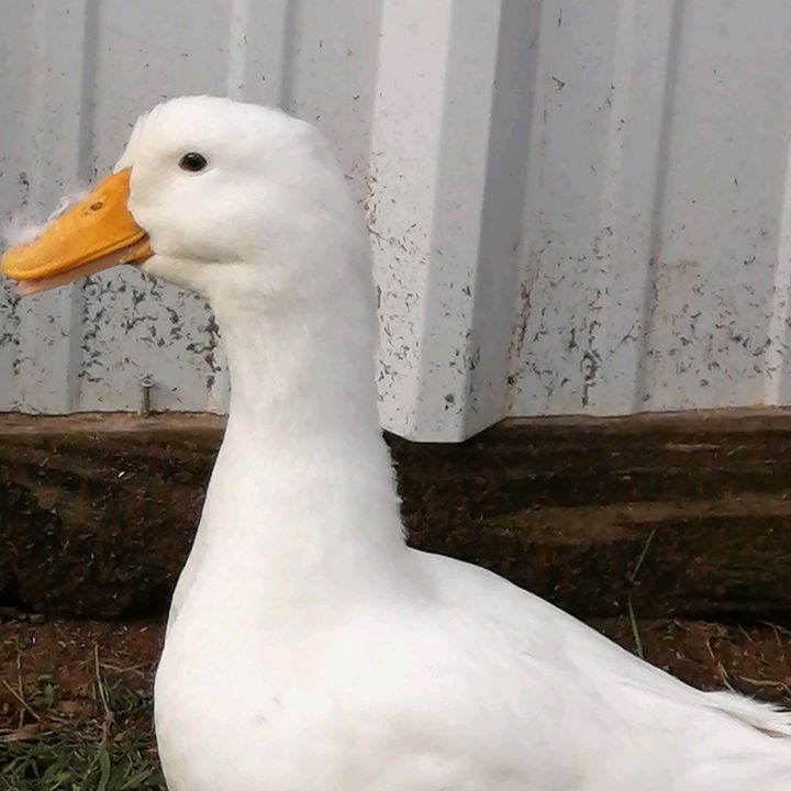 Profile Picture of Mark (@marks_pets) on Tiktok
