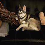 David - Instagram Profile Picture of David (@david.the.husky) on Instagram