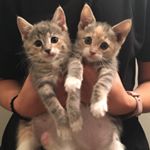 Profile Picture of 😺😺😺 (@daveylunalillil) on Instagram