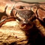 Profile Picture of aaron swihart (@queen_nagini_breeding) on Instagram