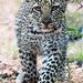 Profile Picture of Cynthia Daniels (@leopardln) on Pinterest