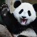 Profile Picture of Brian Cheng (@brianscheng) on Pinterest
