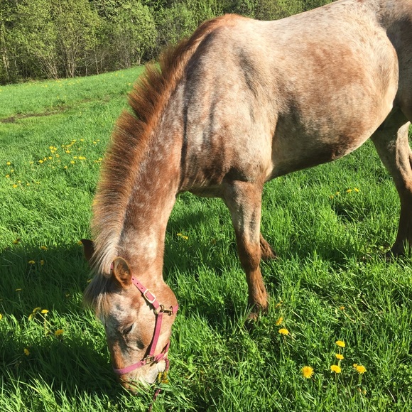 Profile Picture of Jeanson Kimberly (@kimjeanson1) on Poshmark