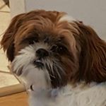Profile Picture of Brandi Potter Sherman (@bccsherman) on Instagram