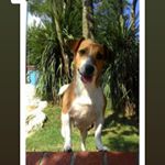 Profile Picture of Jack_Russell_Türkiye (@jack_russell_turkiye) on Instagram