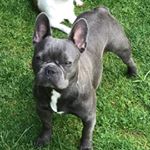 Profile Picture of Peter Maas (@bullysvomammersee) on Instagram