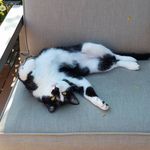 Profile Picture of Carmen Hewko (@blackcatreasures) on Instagram