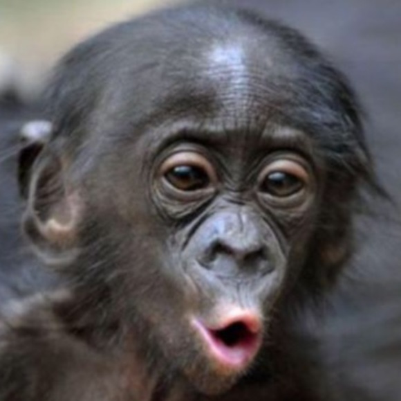 Profile Picture of Kevin Mccabe (@bluebowtie66) on Poshmark