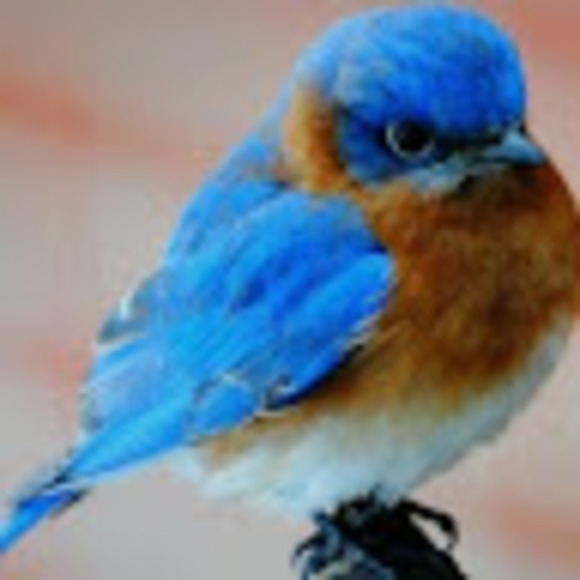 Profile Picture of Kelli Reichard (@kellireichard) on Poshmark