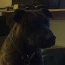 Profile Picture of Jacques Boulet (@wolfzone77) on Pinterest