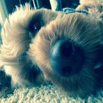 Profile Picture of Ruby The Spoodle (@rubytuesdaley) on Instagram