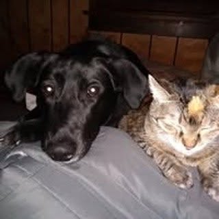 Profile Picture of Dawn Forcey (@dawnforcey) on Instagram