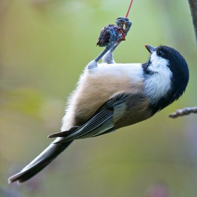 Profile Picture of Daniel Pigeon (@u472) on Twitter