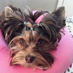 Profile Picture of Laki Fenya Mickey Barney Chanel Agnesha (@lakibambina_tuttifrutti18) on Instagram