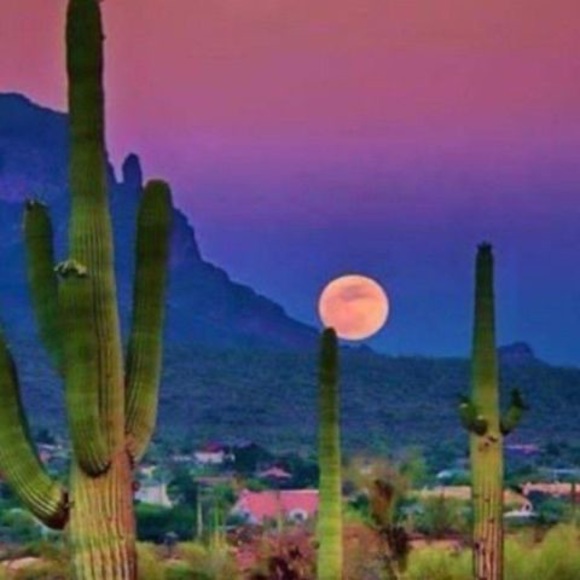 Profile Picture of Denise Hammarstrom (@cricketflygirl) on Poshmark