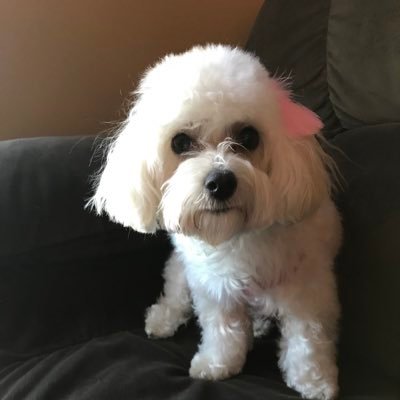 Profile Picture of Debbie Dutton (@nascr24) on Twitter