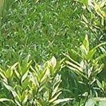 Profile Picture of Alex Apilado (@alex.apilado.9) on Instagram