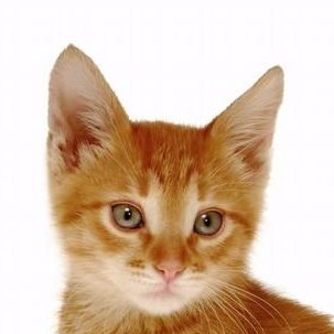 Profile Picture of Craig Lenk (@KittyLenk) on Twitter