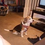 Profile Picture of Josh Driscoll (@driscollbeast) on Instagram