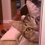 Profile Picture of Brad Ackerman (@ackerbs) on Instagram