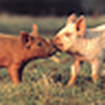 Profile Picture of Sammy Pham (@Sam Ha Chan) on Flickr